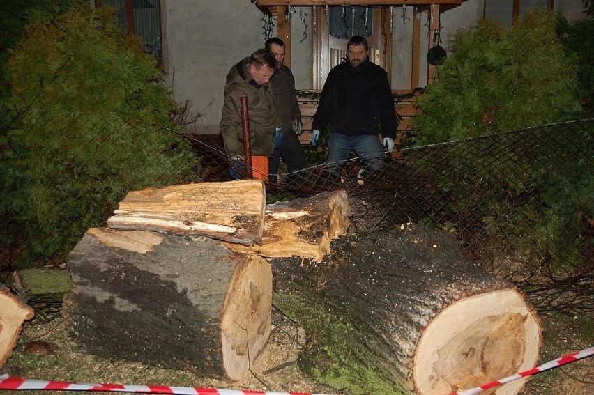 Kąty Wrocławskie, ul. Mirowskiego 16. Potężny spróchniały...