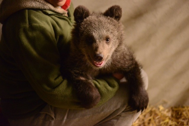 Puchatka - Cisna w Ogrodzie Zoologicznym w Poznaniu.