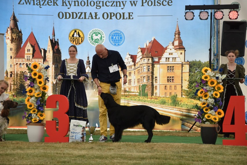 W parku przy zamku w Mosznej trwa wystawa psów rasowych....