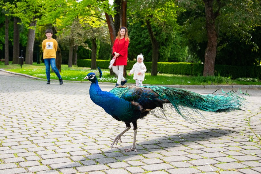  Zamek w Baranowie Sandomierskim znów ożył. Piękny park, pawie, porcelana i oferta dla turystów [WIDEO, ZDJĘCIA]