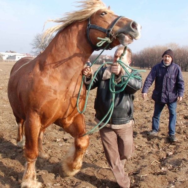 Mała przebieżka z ogierem to jedna z prób wskazujących, że koń jest silny i nic mu nie dolega.