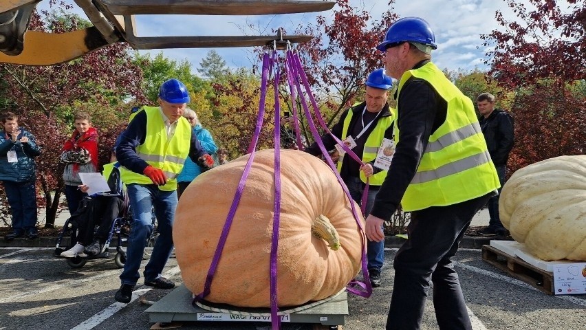 Na Podhalu wyhodowali dynie giganty. Zobacz, jak wyglądają te rekordowo wielkie warzywa