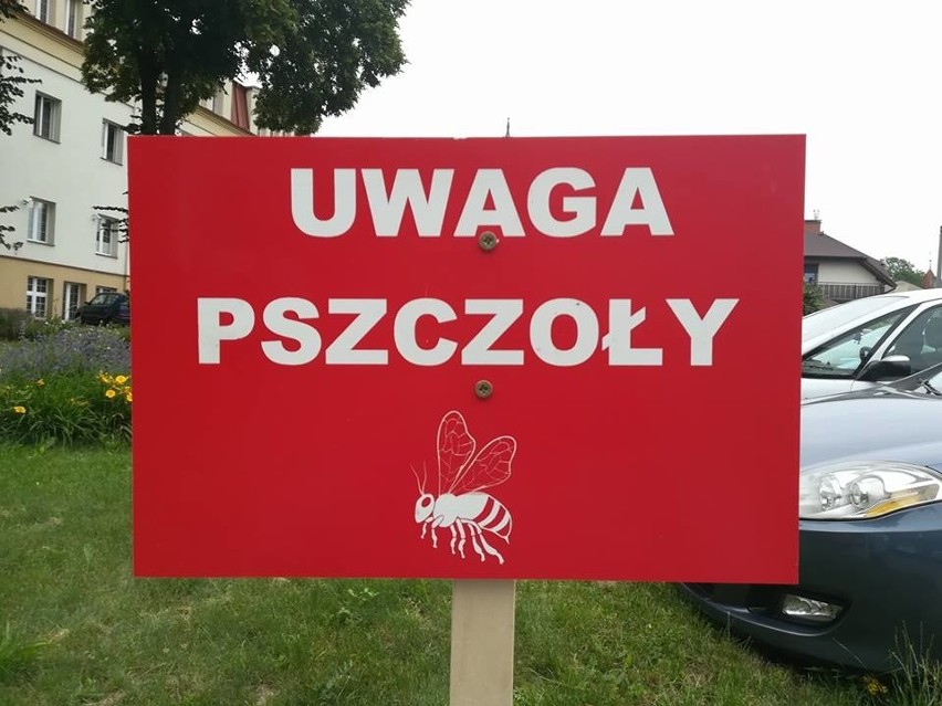 Olkusz. W ulach przed starostwem już mieszkają pszczoły [ZDJĘCIA]