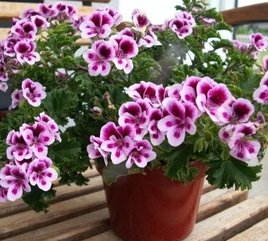 Pelargonia...