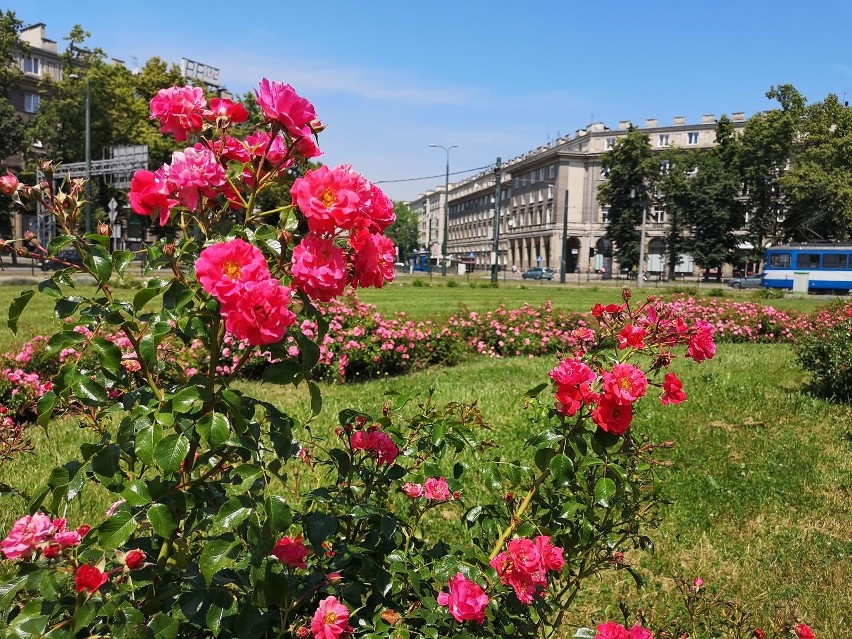 Kraków. Aleja Róż w pięknie kwitnących różach [ZDJĘCIA]