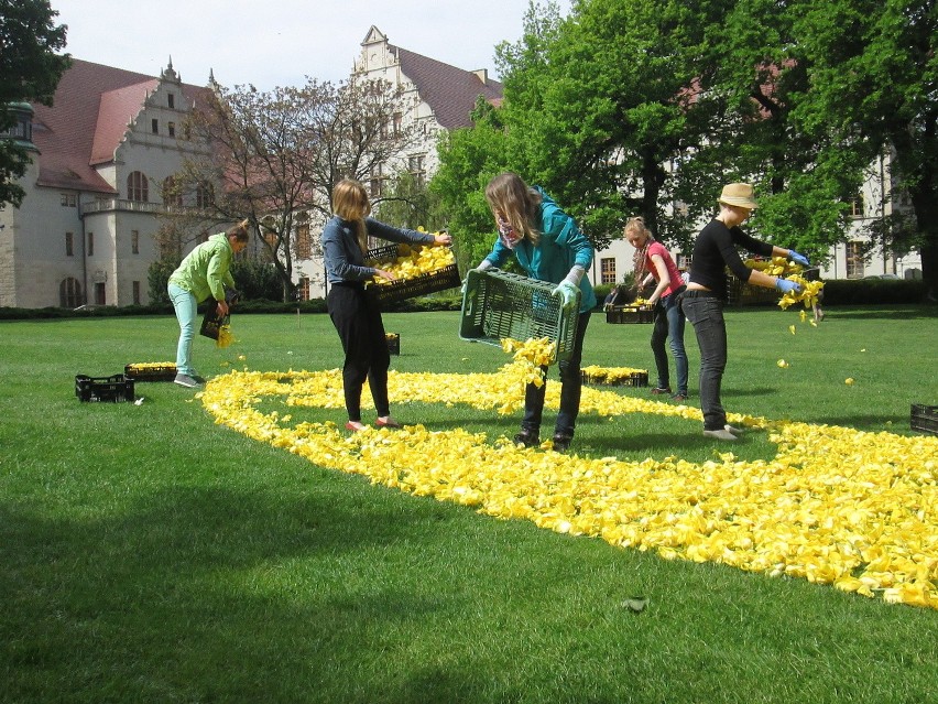 Sypią tulipany, czyli Poznański Dywan Kwiatowy w parku Mickiewicza [ZDJĘCIA]