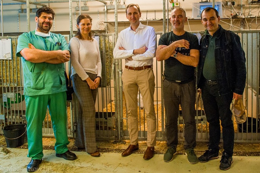 Specjaliści z GUMed badają bioimplanty z nanocelulozy. Trwają testy na owcach. Sukces gdańskich naukowców 