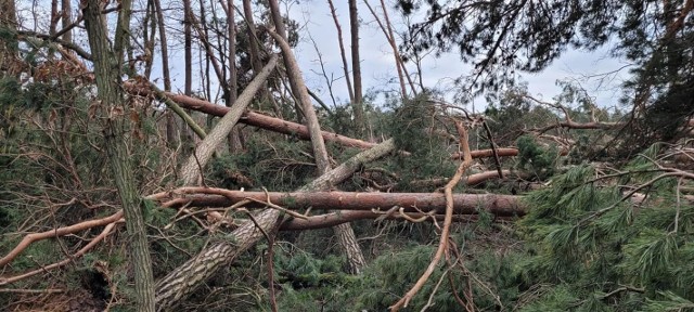 W związku z dużymi uszkodzeniami drzewostanów na skutek silnych wiatrów w Nadleśnictwie Gniewkowo, wprowadzono czasowy zakaz wstępu do lasu w Leśnictwie Odolion.