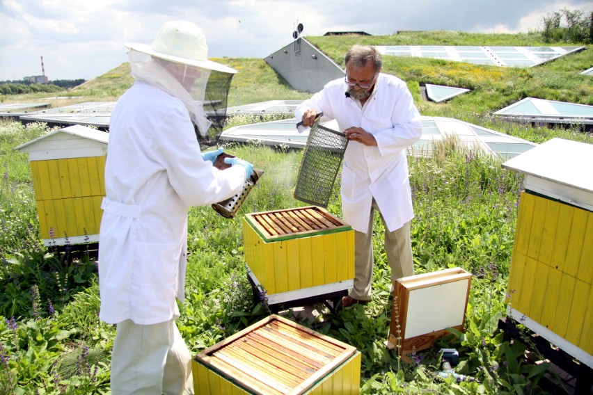 Pszczelarze: - Preparaty dają szansę na przetrwanie pszczół....