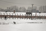 Rabin z USA nie chce kościoła obok byłego obozu Birkenau