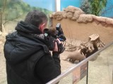 Mrówniki we wrocławskim Afrykarium chowają się przed zwiedzającymi (FILM)