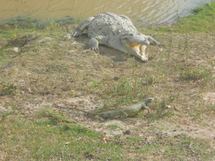 Członkowie chorzowskiego stowarzyszenia pomagają dzieciom i...