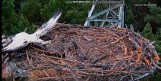 Niezwykle rzadkie ptaki padły ofiarą jastrzębia. Moment ataku zarejestrowały kamery 