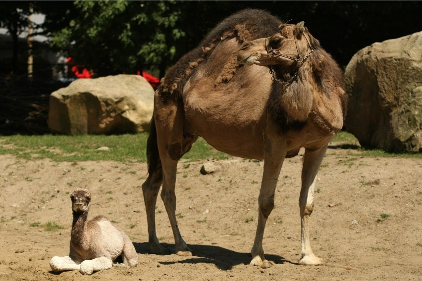 We wrocławskim zoo urodził się wielbłąd (ZDJĘCIA)