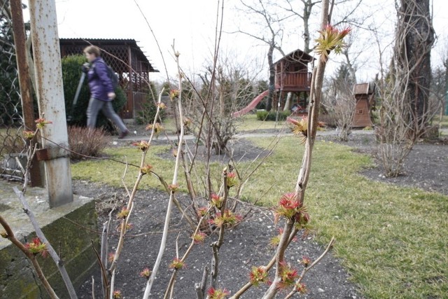 Prace w ogródkach opolscy działkowcy rozpoczęli już w lutym.