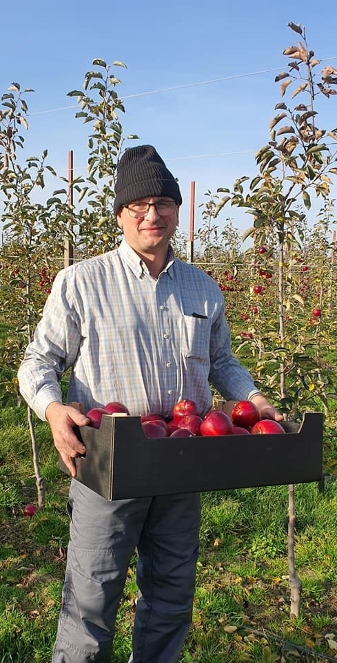 Dobiega końca sezon zbiórki jabłek w regionie radomskim. Jest mało rąk do pracy. W sadach pracują... biznesmeni i wolontariusze