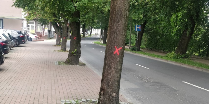 Różowe krzyżyki na drzewach przy I LO w Koszalinie nie wróżą niczego dobrego