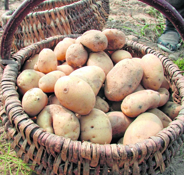 Zbiory ziemniaków, zwłaszcza wczesnych,  nie były w tym roku najlepszeWśród ziemniaków wczesnych dominują stare odmiany: Irga i Irys.  Mają one bardzo niska odporność na zarazę ziemniaczaną, dlatego w tym roku plantacje zostały szybko porażone.