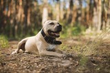 Towarzystwo Opieki nad Zwierzętami w Opolu ratuje psa z bliznami, który był maltretowany przez właściciela