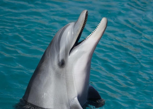 Sonary i wybuchy niszczą delikatny system nawigacyjny delfinów