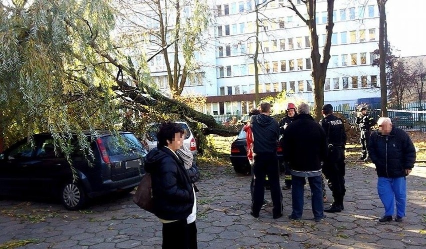 Wiatr szaleje w Łodzi. Drzewo runęło na auta przy ul. Organizacji WiN