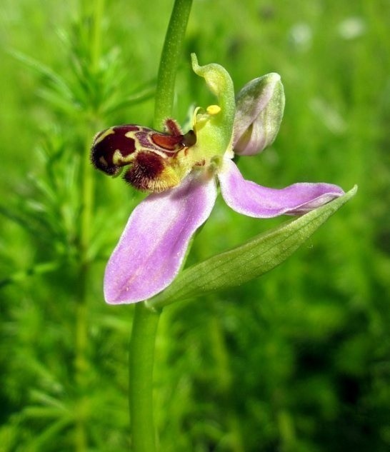 Dwulistnik pszczeli (Ophrys apifera) – to stosunkowo mało...