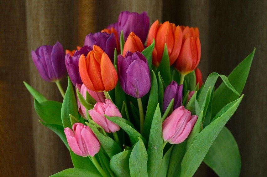 Kolorowy bukiet tulipanów kosztuje tylko kilkanaście...