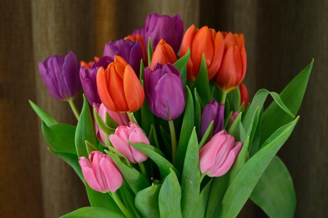 Kolorowy bukiet tulipanów kosztuje tylko kilkanaście złotych, a ucieszy każdą kobietę.
