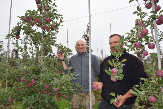 Pełne ręce pracy przy zbiorze jabłek mają od lewej: Piotr Zioło i Daniel Grębowiec, sadownicy z Bogorii Skotnickiej, w gminie Samborzec. Więcej na kolejnych zdjęciach