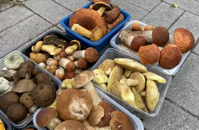 Na kieleckich bazarach w piątek oferowano mnóstwo grzybów. Zobacz je na zdjęciach >>>
