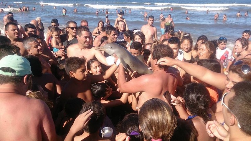 Makabra! Turyści zabili delfina na plaży