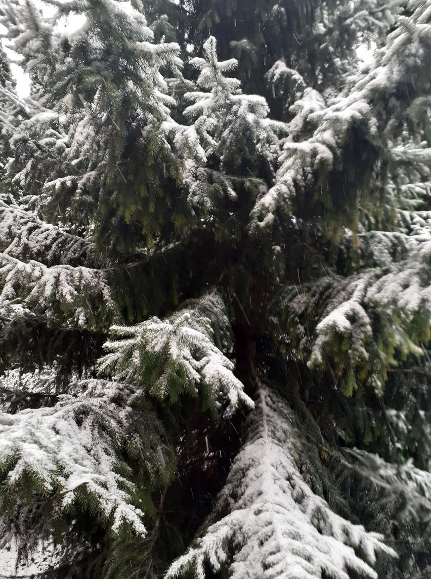 Zima w Radomiu i regionie. Zobacz zdjęcia internautów