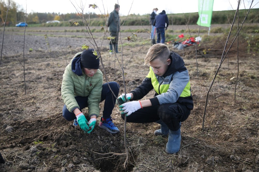 Akcja sadzenia drzew. Las w Witkowicach wzbogaci się o sześć tysięcy nowych drzew [ZDJĘCIA]