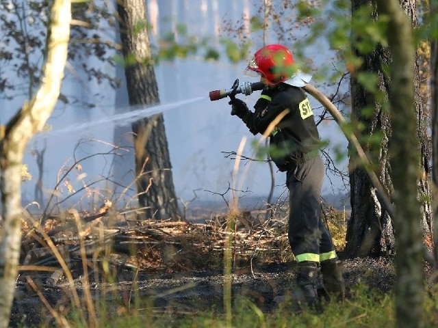 Gaszenie pożaru lasu w okolicy wysypiska śmieci. Przed trzema laty w tym miejscu także spaliło się kilka hektarów poszycia leśnego.