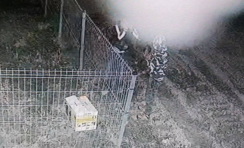 Ktoś podrzucił psy do schroniska w Tarnobrzegu. Wszystko nagrała kamera monitoringu (ZDJĘCIA, WIDEO)