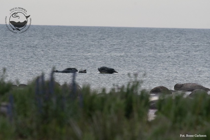 Foki odpoczywające na plaży w Helu, stały się turystyczną atrakcją. "Nie podchodźcie do fok!" - apelują naukowcy