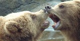 Orzeł zabił niedźwiadka w Tatrach