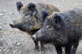 Nowy Sącz. Dziki znowu grasują na osiedlach. W mieście pojawia się także coraz więcej lisów