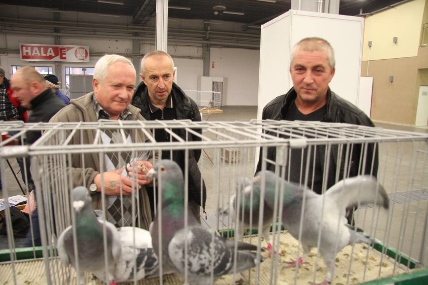 Wystawa gołębi pocztowych i królików w Targach Kielce. Są znane i te najrzadziej spotykane gatunki