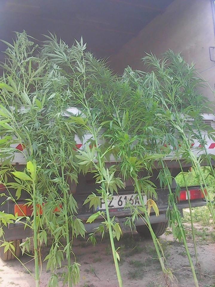 Swarzędz: Marihuana zamiast barszczu Sosnowskiego [ZDJĘCIA]