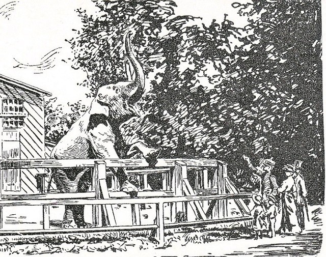 Rysunek przedstawiający słonia Theodora