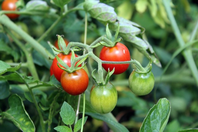 Pomidory są szybciej atakowane przez zarazę przy marchewce. Nie lubią też, gdy obok jest ogórek, rzodkiewka albo bób.