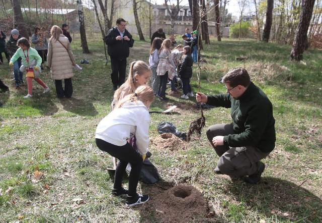 Pracownicy Lasów Miejskich Zakładu Usług Komunalnych razem z uczniami SP 71 zasadzili kilkadziesiąt młodych dębów w parku przy ul. Goleniowskiej