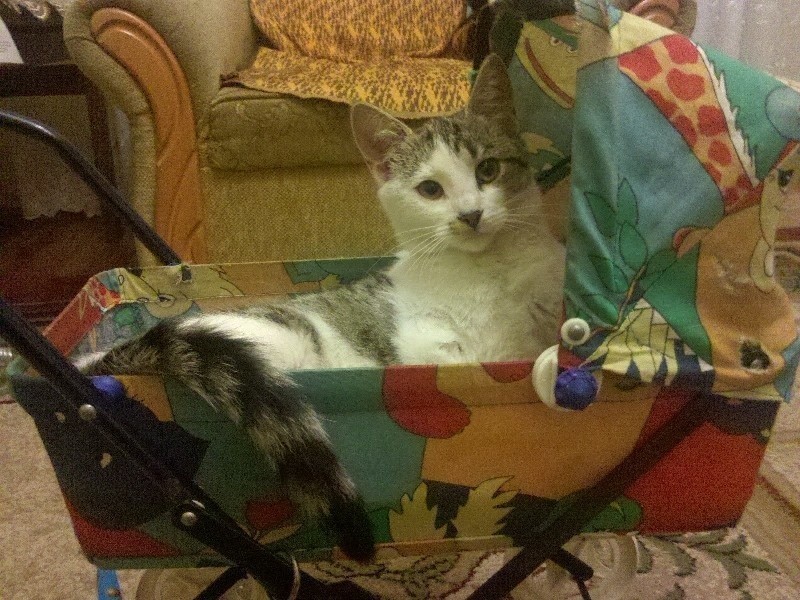 To Kama, która bardzo lubi spać w wózku dla lalek :)