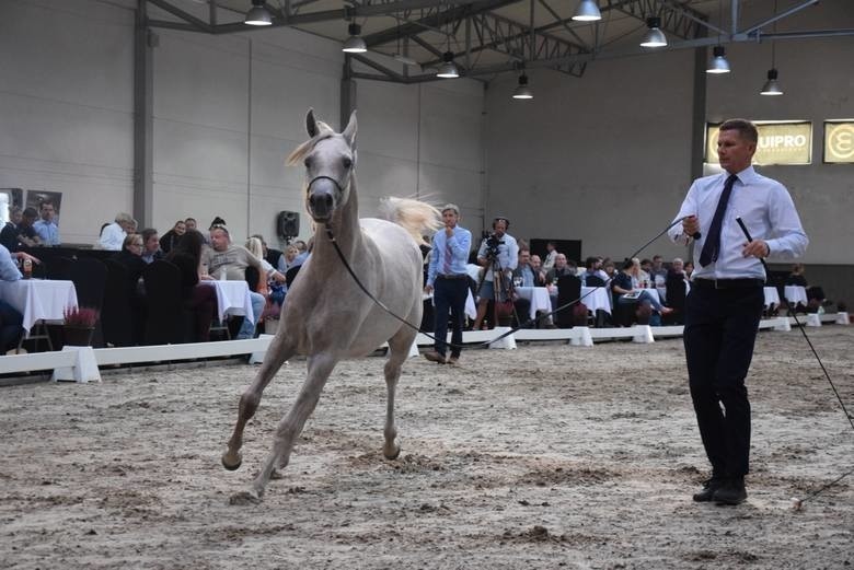 Cztery dni poświęcone koniom arabskim. Krakowski pokaz i Puchar Polski w michałowickim klubie Szary