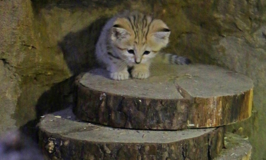 W gdańskim zoo na świat przyszły cztery kotki pustynne!