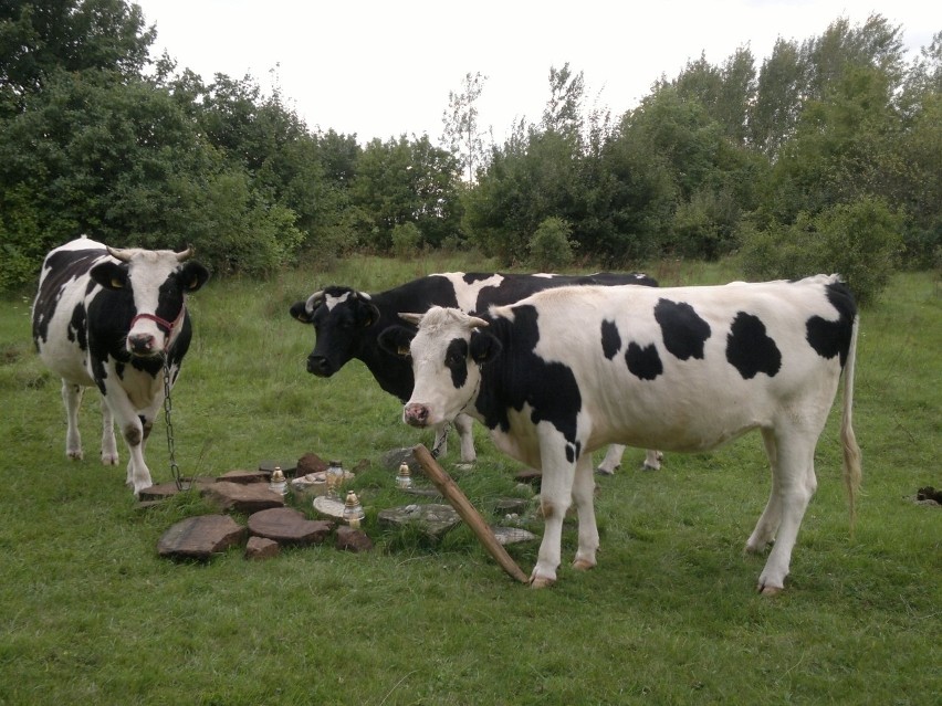 Krowy nad potłuczonymi macewami, które po pogromie zakopano...