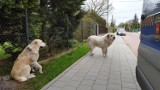 Dwa duże owczarki biegały po ulicy