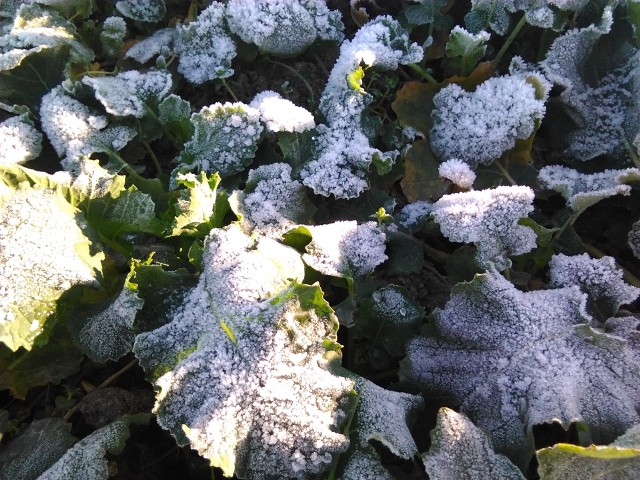 Mróz uszkodził niektóre uprawy. Tam, gdzie przy dużych spadkach temperatury zabrakło pokrywy śnieżnej, straty mogą być najwyższe