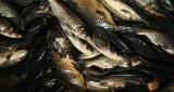 Afera rybna pod lupą prokuratury i CBA. Sprzedawano przetwory rybne zagraża